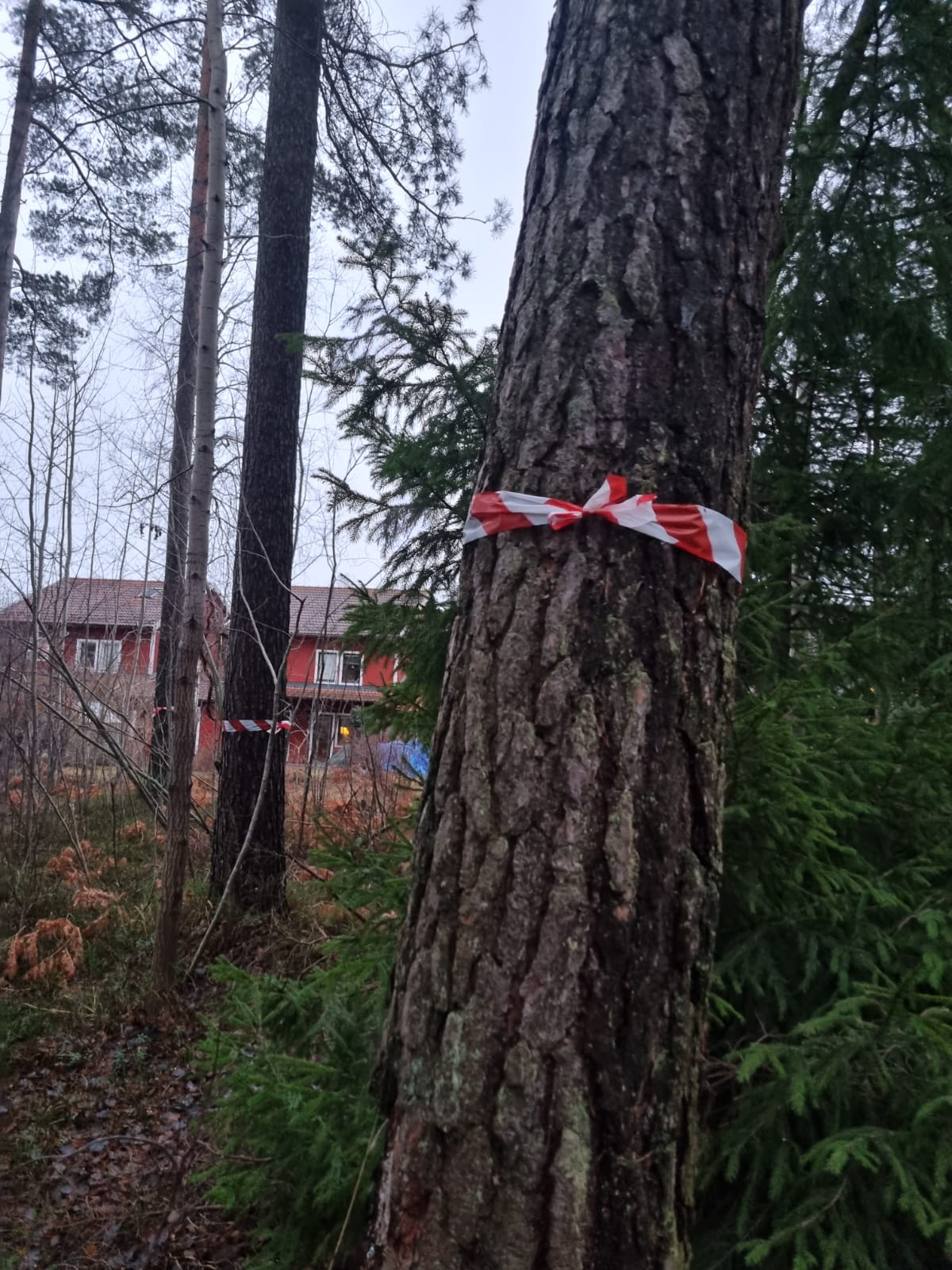 Trädfällning 2025